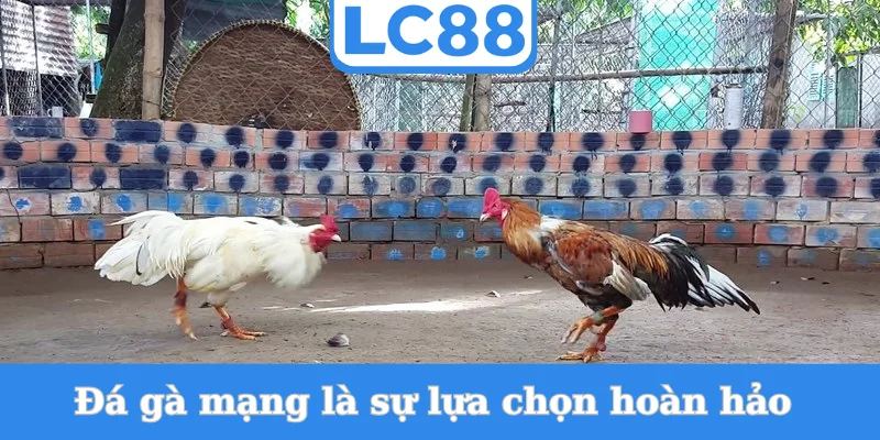 da-ga-mang-la-su-lua-chon-hoan-hao