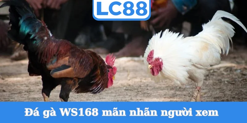 da-ga-ws168-man-nhan-nguoi-xem