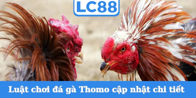 luat-choi-da-ga-thomo-cap-nhat-chi-tiet