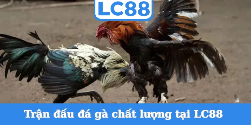 tran-dau-da-ga-chat-luong-tai-lc88